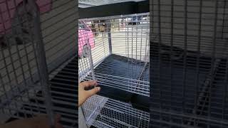 NOBLE pigeon breeder cage fabrication [upl. by Oribel]