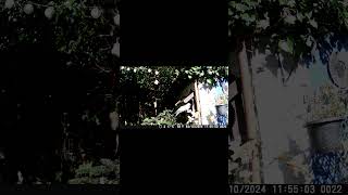 Hurry up PIDGEON birds asmr nature animals birdfeeder relaxing wildlife short shorts [upl. by Grover90]