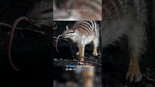 The Numbat  Australias Rare Gem [upl. by Ahsinav]