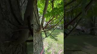 Gleditsia triacanthos Honey Locust with its natural thorns [upl. by Sreip]