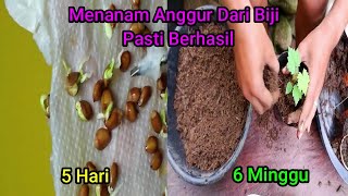 CARA MENANAM ANGGUR DARI BIJI 99 PASTI BERHASILCARA MENANAM ANGGUR DARI BIJI ANTI GAGAL [upl. by Weed]