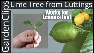 How to Grow Lime Trees from Clippings  Easy fast way to grow Lime Trees amp Lemon Trees from Cuttings [upl. by Yenruoj]