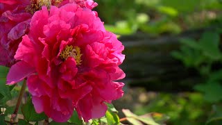 Les pivoines  Dans mon Jardin [upl. by Suivatna]