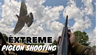 EXTREME Pigeon Shooting  Flighting Wood Pigeons [upl. by Haduhey]