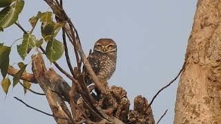 Spotted Owlet [upl. by Barrie]