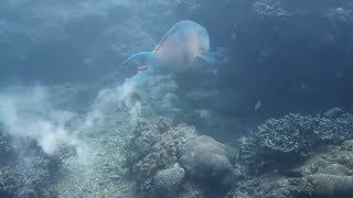 Just A Parrotfish Pooping [upl. by Ivar982]