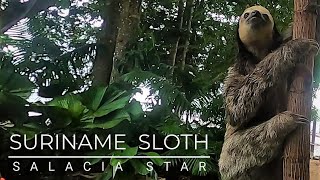 Suriname Sloth  Episode 82  Sailing Salacia Star [upl. by Gwenneth]