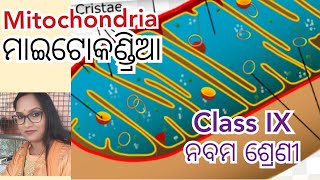 Mitochondria  ମାଇଟୋକଣ୍ଡ୍ରିଆ ନବମ ଶ୍ରେଣୀclass ix [upl. by Olbap]