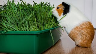 The Reaction Of Guinea Pigs To Homegrown Grass And Crazy Popcorning After That [upl. by Eerok]