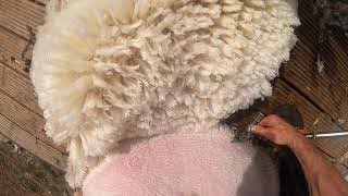 How to shear sheep go pro view [upl. by Jt206]