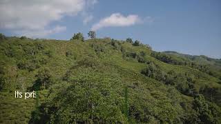 Okayti Single Tea Estate Darjeeling Tea garden [upl. by Prisca]