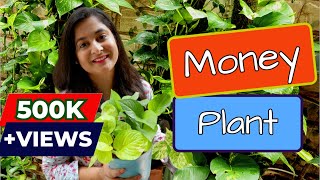 🔴Money Plant Complete Tips ऐसे करे इसको घना Propagate Care and make bushy  gardening moneyplant [upl. by Haimaj]