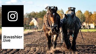 Belgische Trekpaarden werken in 1’ wintertarwe in met Andreas Van Geyte  Draft Horses 4 Instagram [upl. by Kopple849]