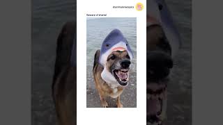 Beware of sharks sharkdog dogs doglovers pets petlovers furmom [upl. by Yllut]