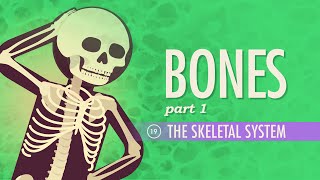 The Skeletal System Crash Course Anatomy amp Physiology 19 [upl. by Yemiaj631]