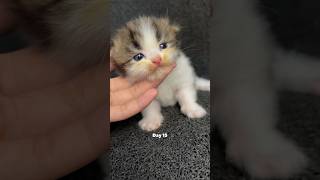 Kitten timelapse day 1 to 180 days Moy version cat kucinglucu kucing kitten timelapse [upl. by Dela254]