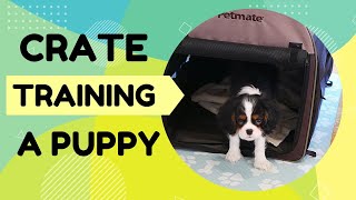 Crate Training a Puppy First Training Session 🐶  How to Crate Train Your Puppy [upl. by Ahsatak]