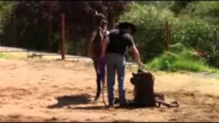 Teaching horses to stand still for saddling and mounting with Mike Hughes Auburn California [upl. by Rebak]