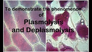 Plasmolysis Experiment [upl. by Htrap]