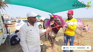 शारदा पाटील लक्षा आणि बाहुल्या कोरेगाव मैदान Slow Motion निकाल मातीतलेहिरे bailgadasharyat [upl. by Heaps]