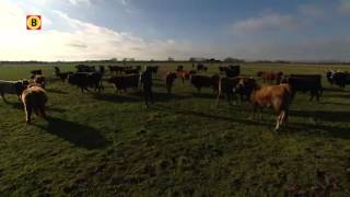 Schotse hooglanders in de Maashorst [upl. by Terrab]