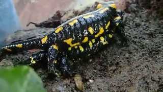 Fire Salamanders Mating  Feuersalamander Paarung Salamandra salamandra terrestris [upl. by Archibaldo]