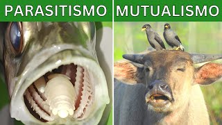 Simbiosis mutualismo parasitismo comensalismo y depredación Explicación y ejemplos 🦏🐦 [upl. by Kerry]