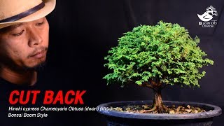 Cut Back Hinoki cypress Chamecyaris Obtusa dwarf Boom Style [upl. by Melessa]