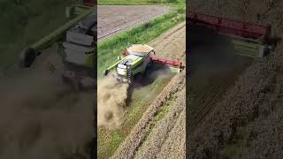 Harvesting wheat with the Claas Lexion 780 reaper wheatharvest modern agriculture shorts [upl. by Nich]