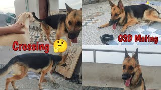 German Shepherd Heat 🥵 Meeting  Breeding Maya Ki Meeting Ka Kya Hua  German Shepherd Meeting [upl. by Chesna875]