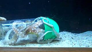 Crafty Octopus opens container to find food [upl. by Jacie]