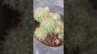 Echinopsis Oxygona  Eyries Cactus🌵  Dry plants  My plants  shorts [upl. by Ayouqes]