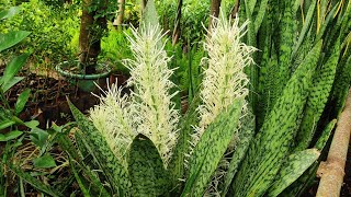 Amazing Flower of Sansevieria Plant  Snake Plant Flowers 🌺💐😍😍 sanseveriaflowerbloom [upl. by Yrrot]