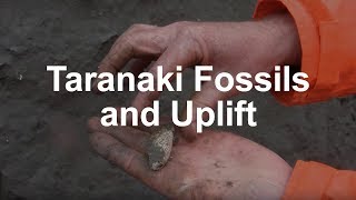 Fossils and Tectonic Uplift in Taranaki [upl. by Mackler340]