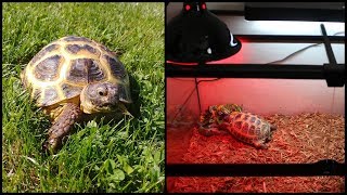 How to Clean And Care For A Russian Tortoise Enclosure [upl. by Attolrac]