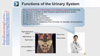 Urinary System Fluid Electrolyte and AdidBased Balance  Part 1 of 4 [upl. by Holloway]