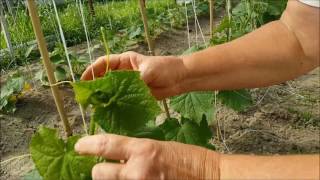 How to Tie Up Cucumbers in the High Tunnel [upl. by Ralf578]