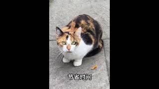 三花猫是猫界大美女？真的假的？ 006 [upl. by Nroht]