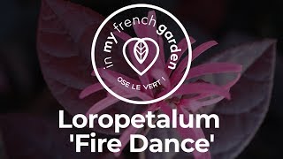 Un arbuste à feuillage pourpre  Le Loropetalum Fire Dance [upl. by Mellitz]