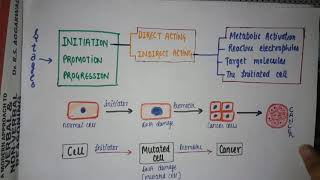 CHEMICAL CARCINOGENESIS  NEOPLASIA STAGES  DIRECT OR INDIRECT CARCINOGEN  oncogenesis [upl. by Niehaus]