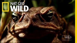 Venomous Cane Toads  Nat Geo Wild [upl. by Shaer]