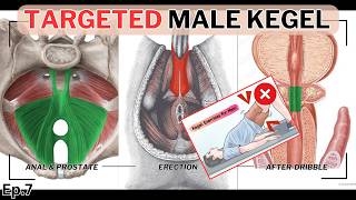 Targeted Kegel Exercises for Men Sexual Health amp Combat Prostatitis EDep7 [upl. by Gerger971]