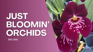 Just Bloomin OrchidsDec 2023 [upl. by Errol]