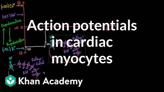 Action potentials in cardiac myocytes  Circulatory system physiology  NCLEXRN  Khan Academy [upl. by Trbor]