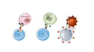 B CELLS and T CELLS EXPLAINED [upl. by Aidnac]