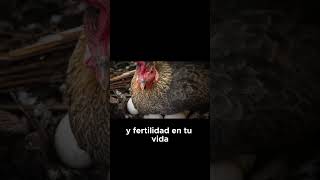 🐔que significa soñar con GALLINAS PONIENDO HUEVOS🐔 suenos sueno [upl. by Thibault]