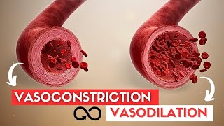 VASODILATION and VASOCONSTRICTION [upl. by Hammerskjold]