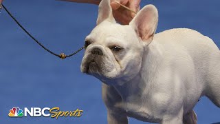 National Dog Show 2023 NonSporting Group Full Judging  NBC Sports [upl. by Ettenajna]