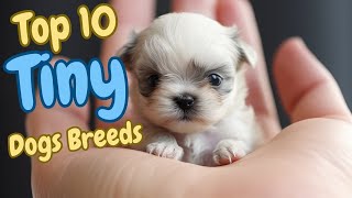 😍Top 10 Tiny Dog Breeds🐾 Teacup Dog small Dog breeds [upl. by Doble]