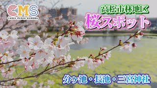 高松市林地区の桜スポットを紹介！ [upl. by Notlef]